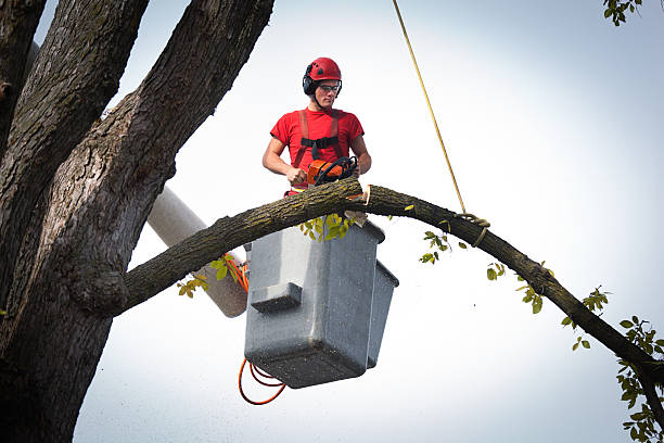 How Our Tree Care Process Works  in  Matamoras, PA